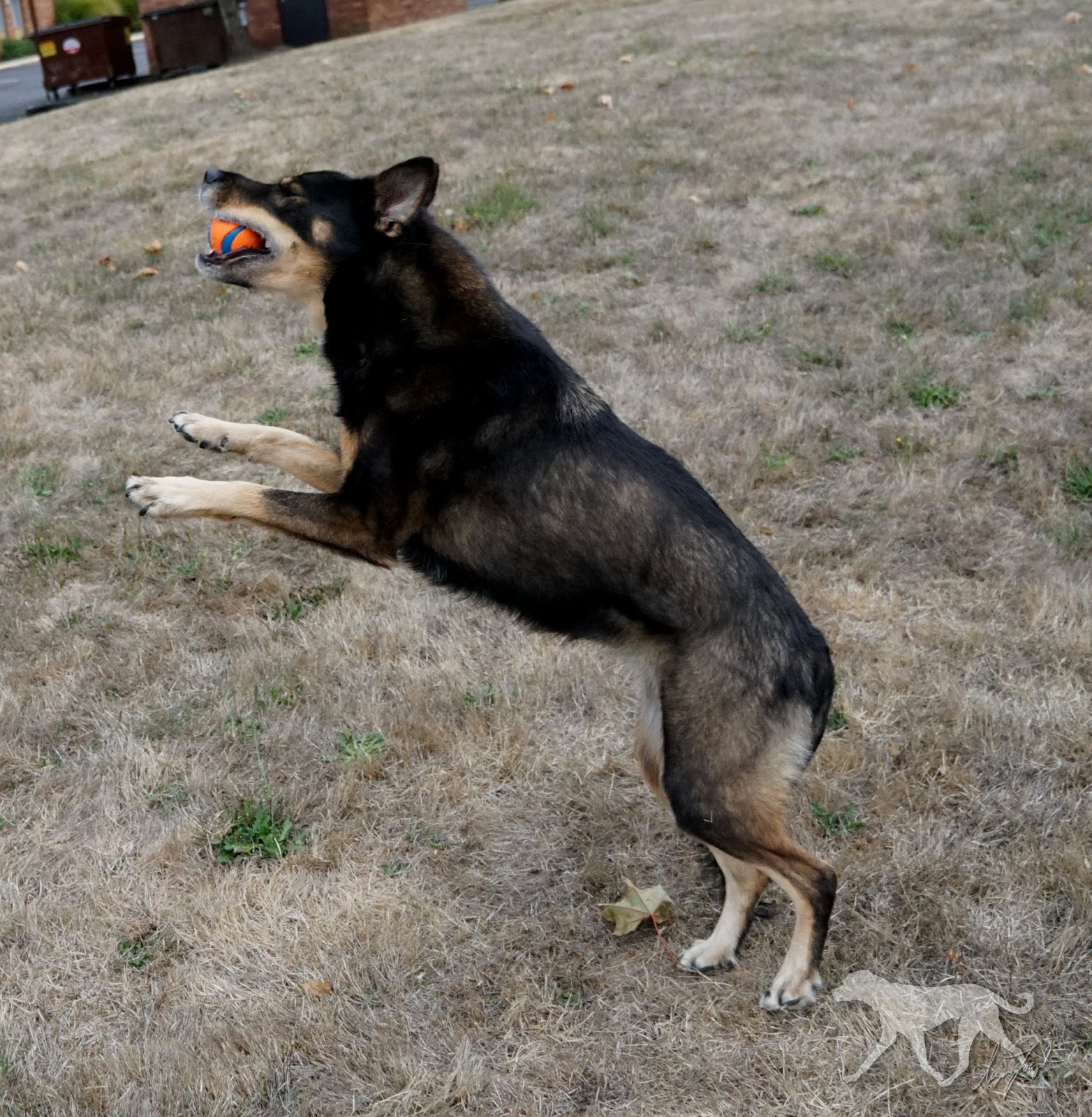 Life with Seppel I shaved my double coated dog!!!!