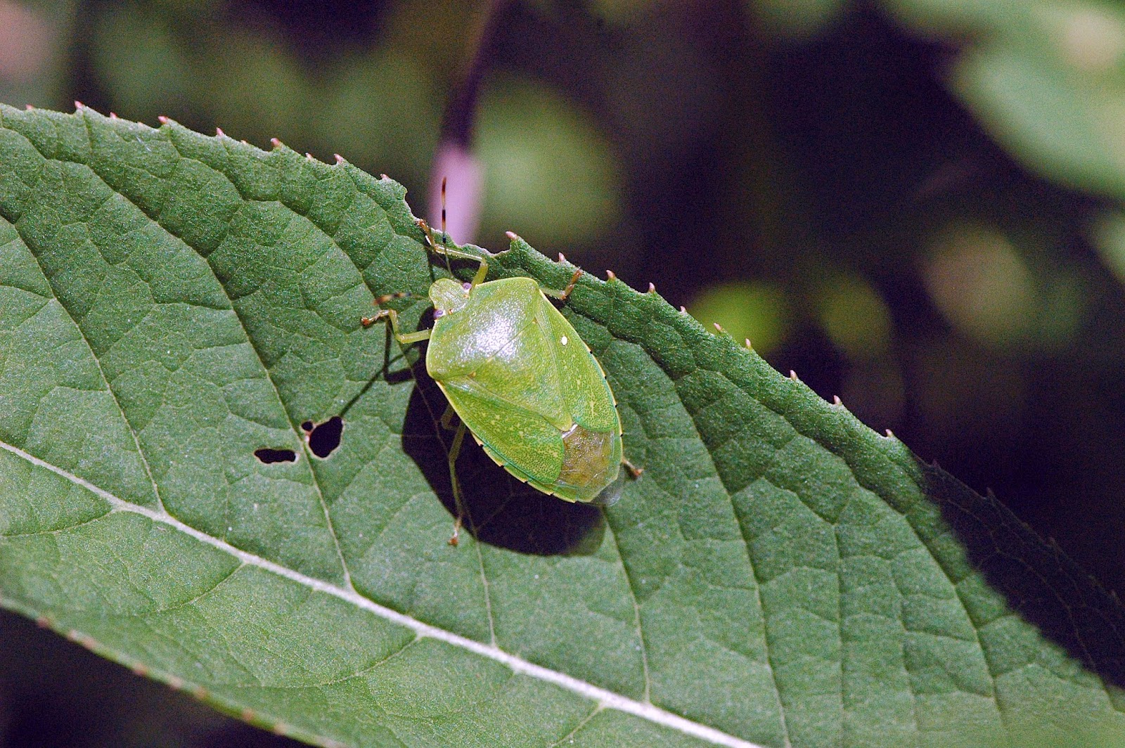 Field Biology in Southeastern Ohio: Nature Preserves: Mill Creek & Wahkeena