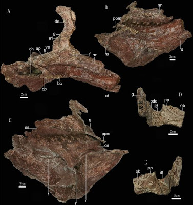 Zhuchengceratops skull