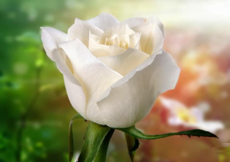 All 4u HD Wallpaper Free Download : Beautiful White Rose Wallpapers