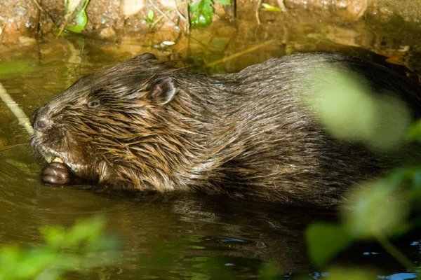 Devon wildlife Trust European Beaver - Photo copyright Ben Lee