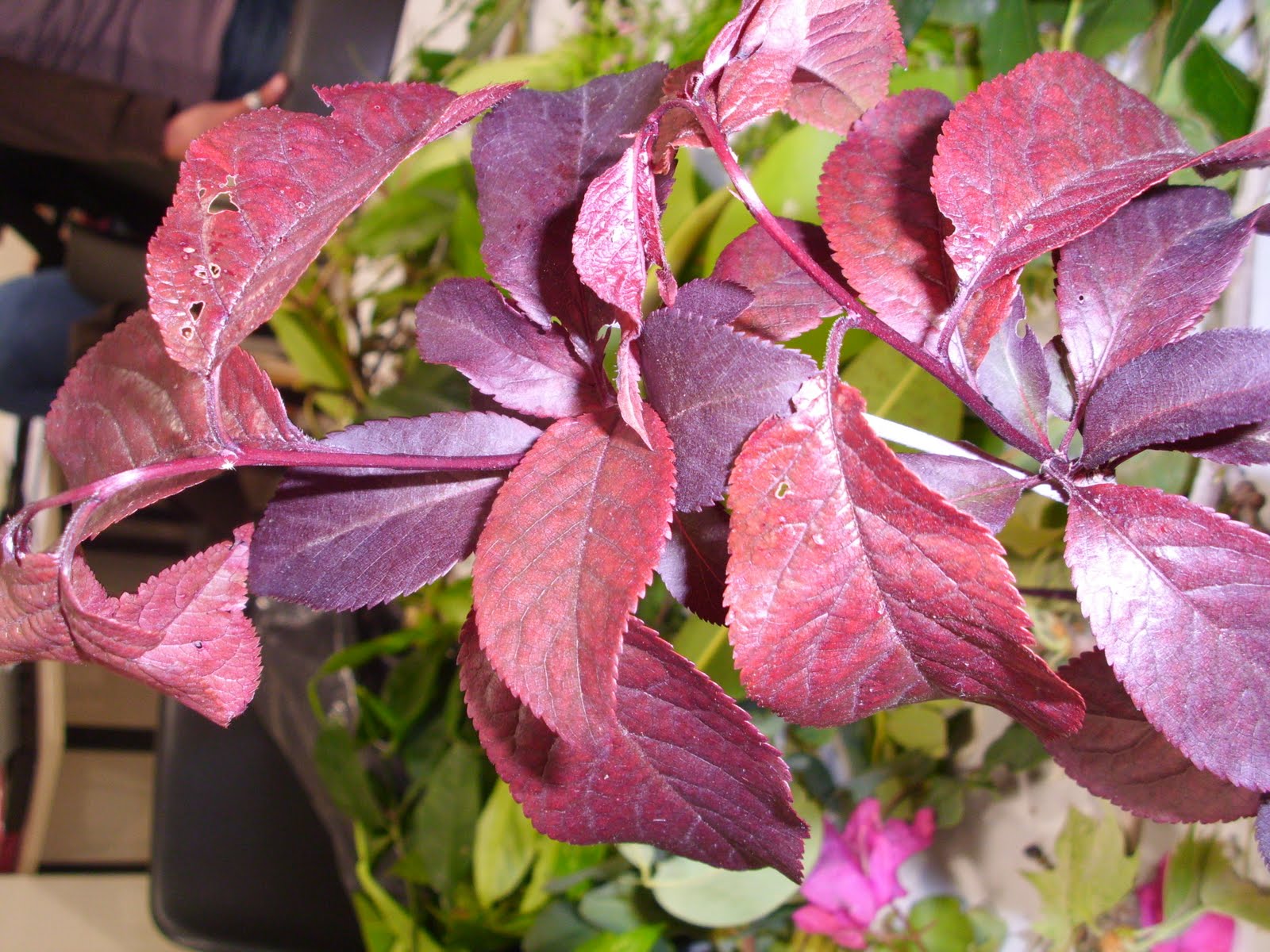 Podador@s, Restaurador@s Arboreos: Prunus cerasifera 'Atropurpurea