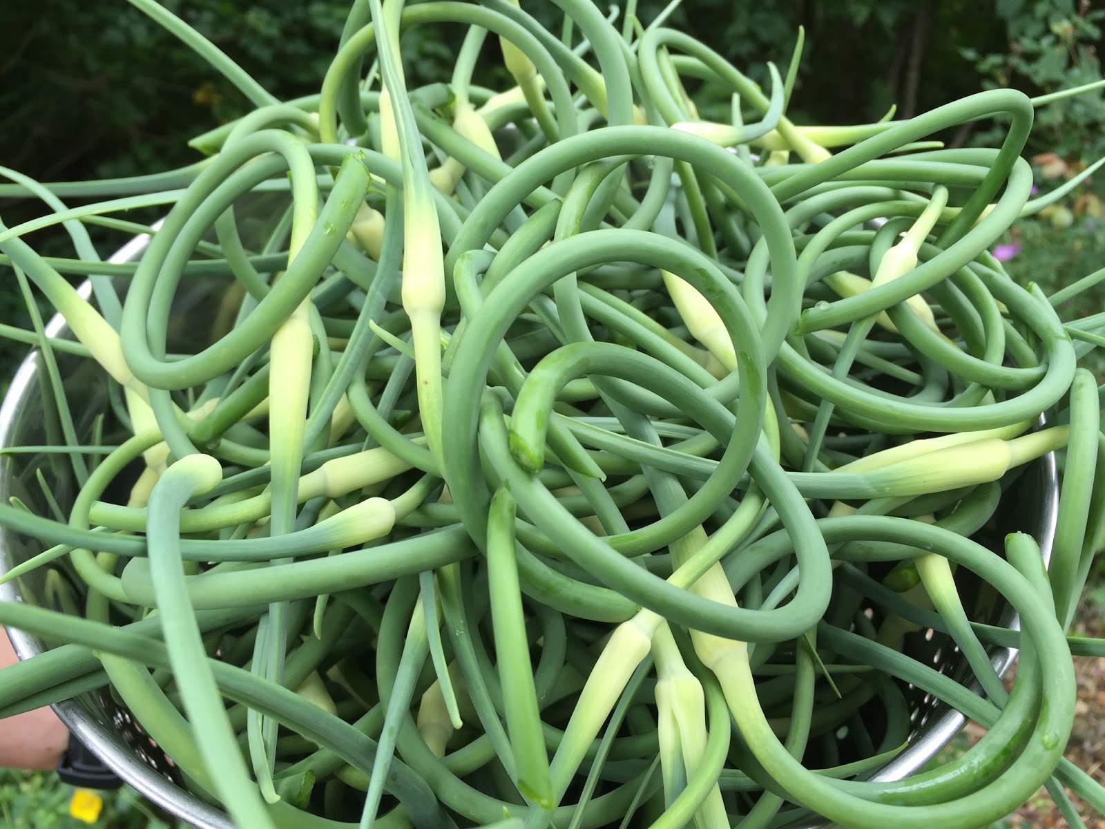 Marblemount Homestead How to ferment and use garlic scapes