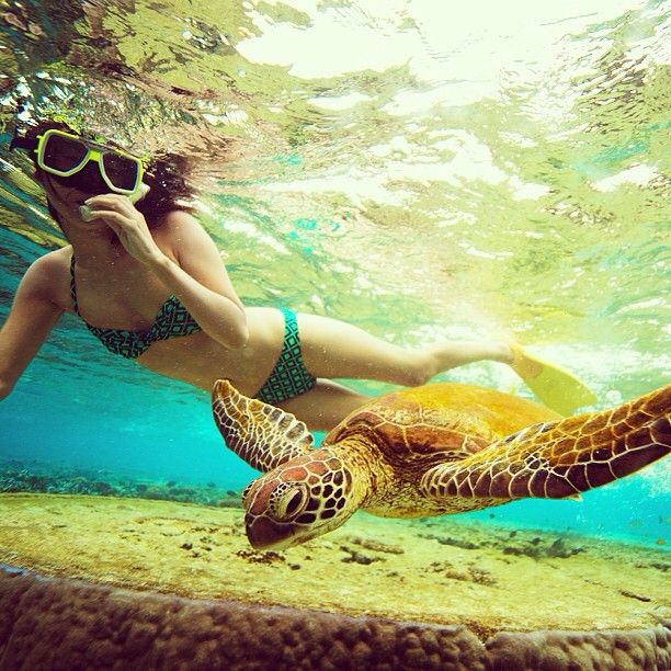 Snorkeling with Sea Turtles | The Great Barrier Reef Queensland, Australia