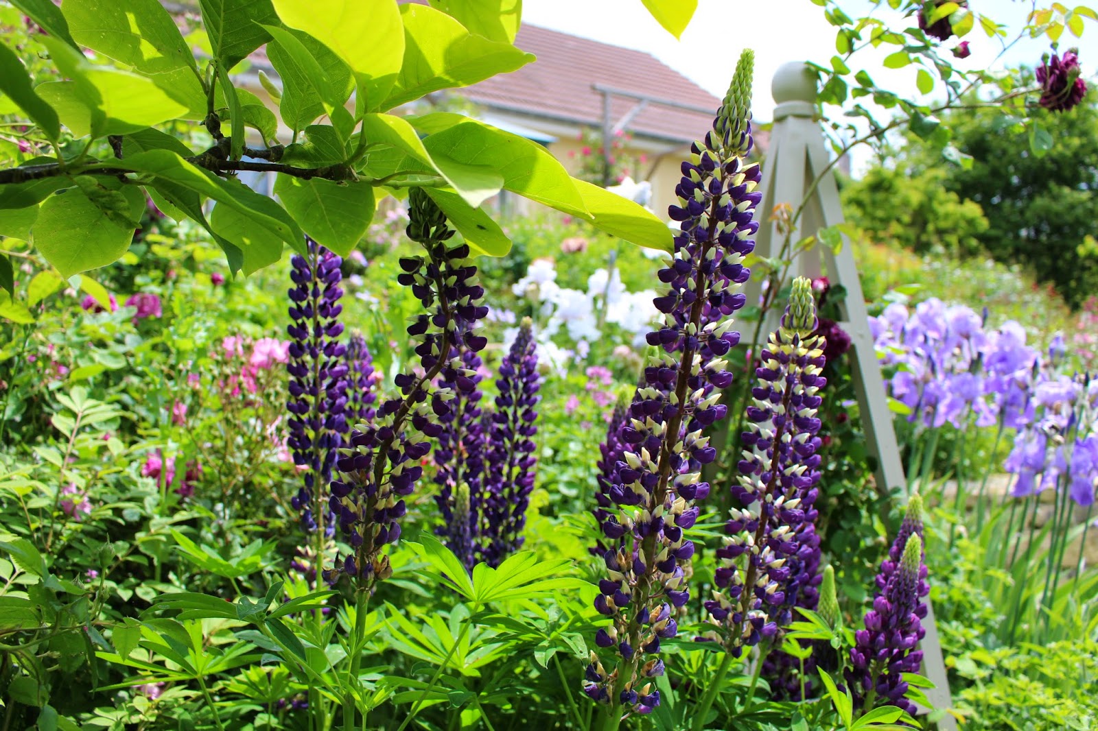 Lupins