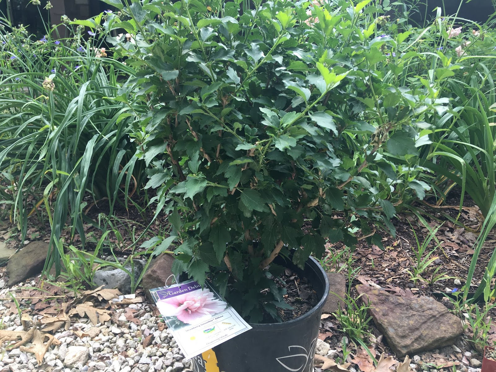 Gluttonous Diary 食いしん坊の日記 June 2019