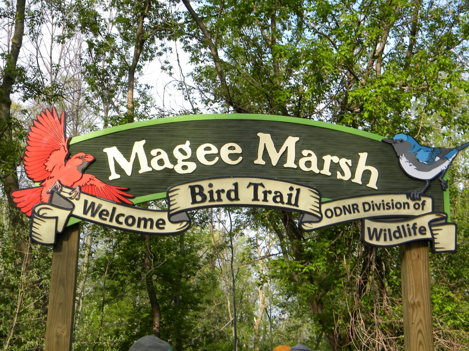 Slow Birding Magee Marsh and Environs