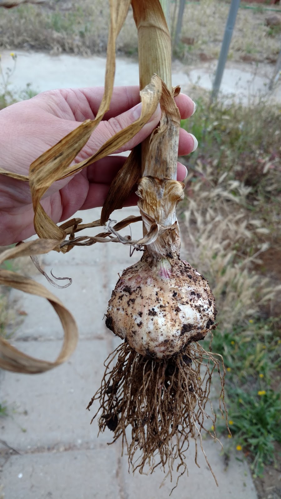 Is Chinese Garlic Grown in Human Feces? 