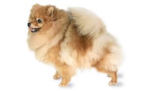 Anjing Ras Pomeranian