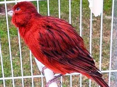 Mengenal Lebih Dekat Dan Ciri Ciri Burung Kenari Black Red Paling Lengkap -  Kicau Mania