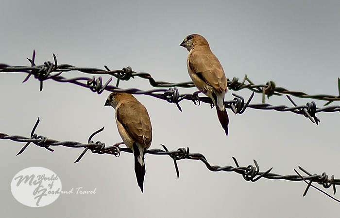 Indian Silverbill Food Indian Silverbill Food