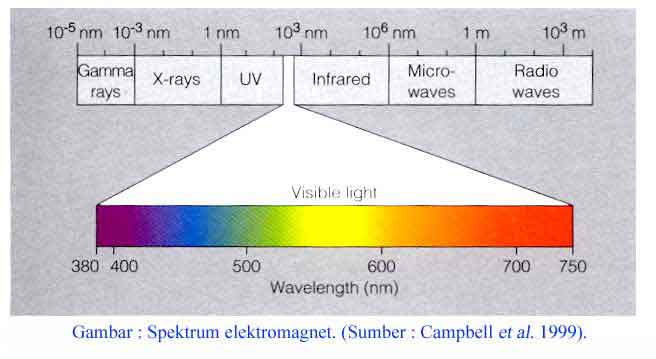Kunci Jawaban Matahari Meradiasikan Berbagai Jenis Sinar Dengan Panjang Gelombang Yang Bervariasi Rofa Education Centre