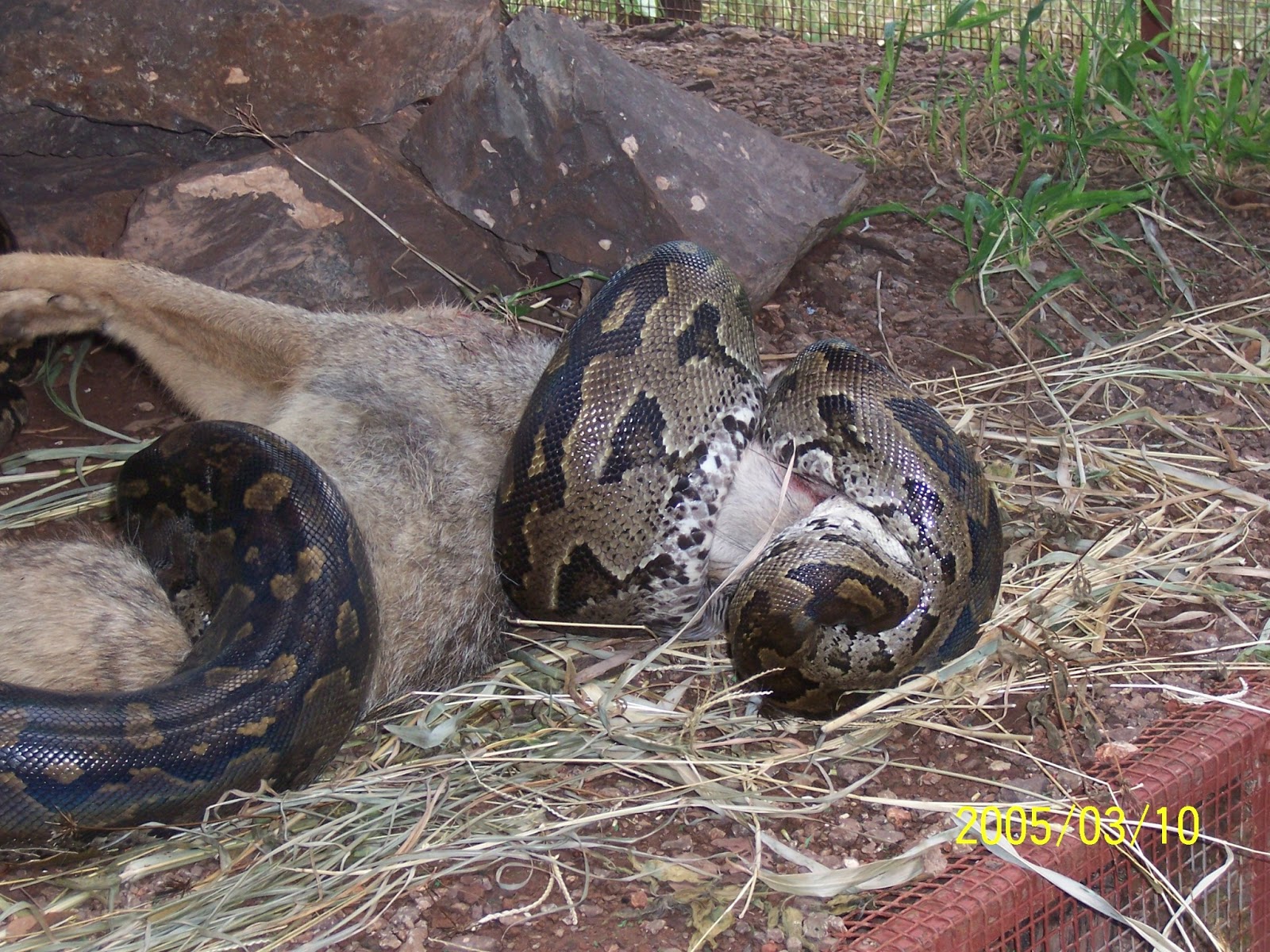 What Are Python Predators at Grant Compton blog