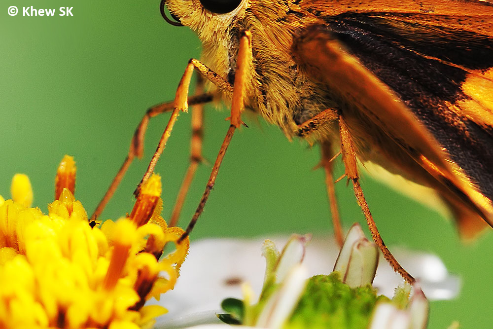 Butterflies of Singapore The Butterfly Legs