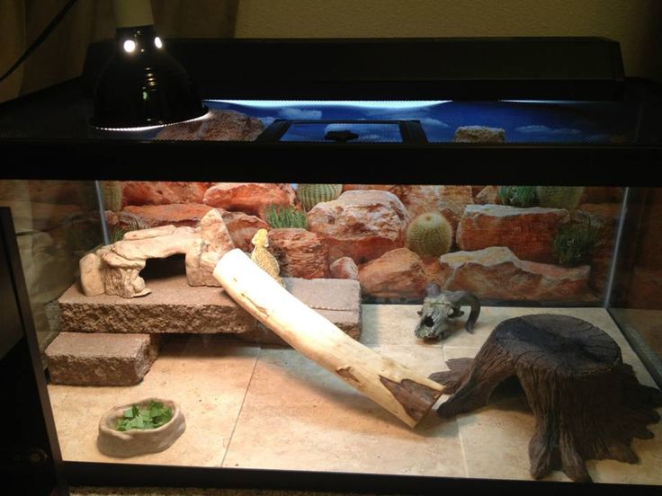 Bearded Dragon Starter Kit Reptile Carpet Bearded Dragon Tank