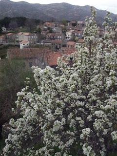 poirier fleuri à Aullène en Alta Rocca