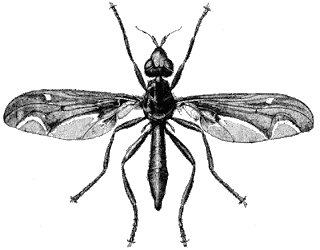 pyrgotid fly
