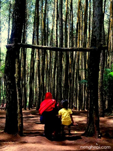 Hutan Pinus Imogiri, Jogja