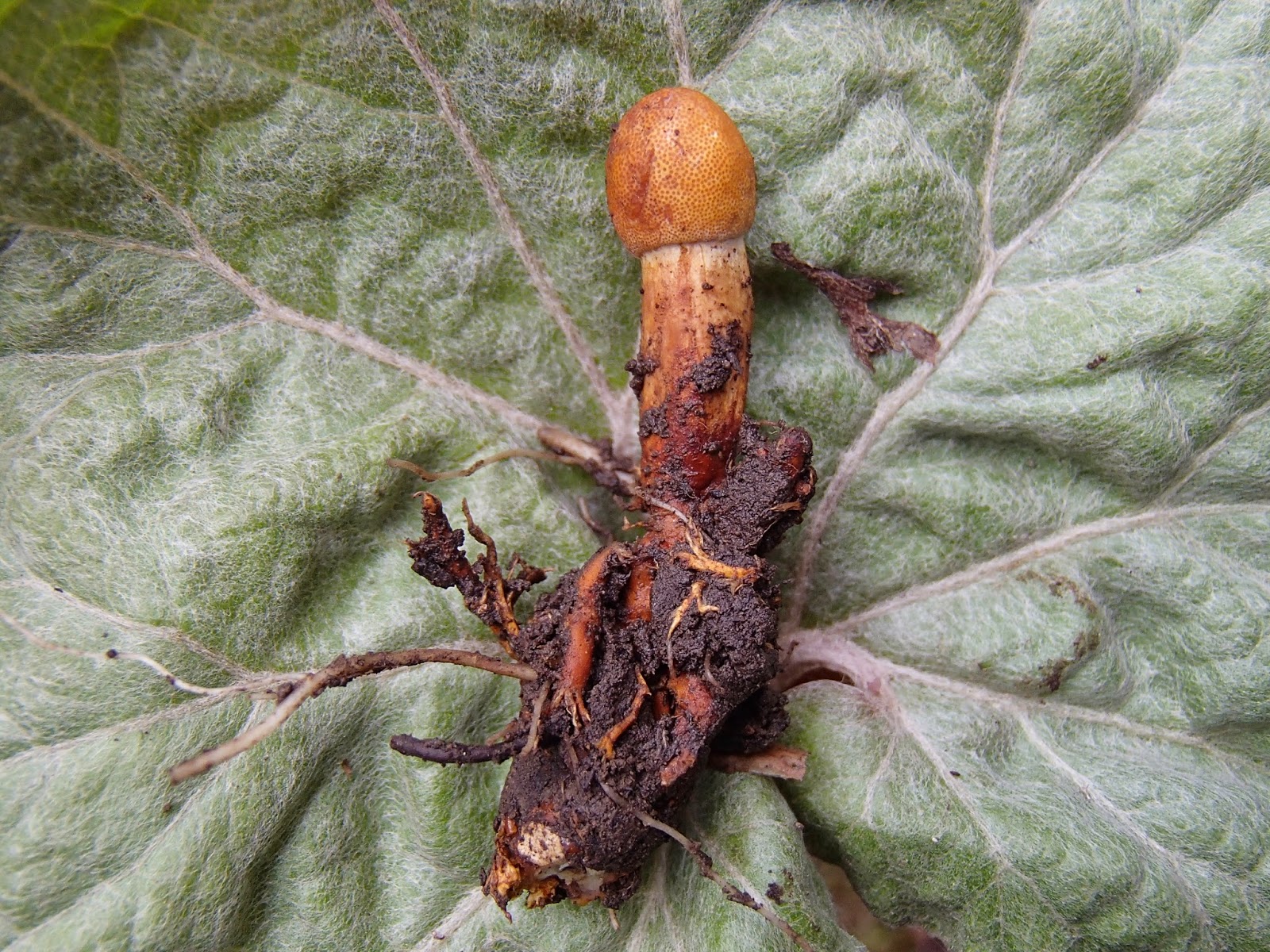 Orawa, grzyby, maczużnik wysmukły Ophiocordyceps gracilis