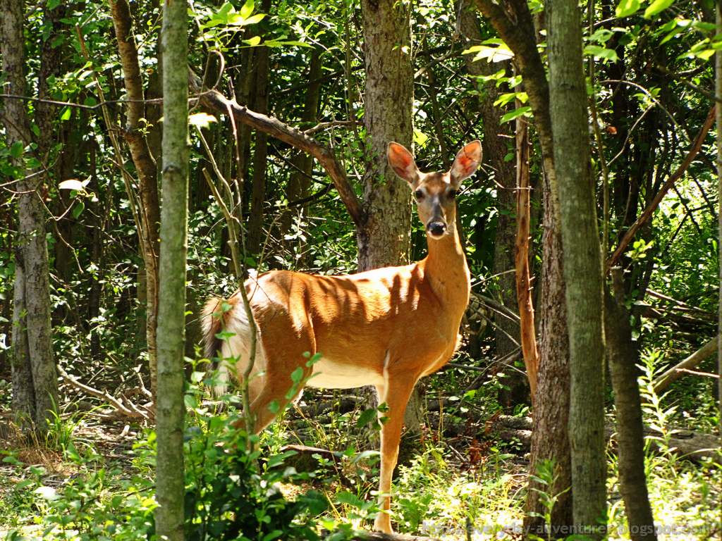 The Everyday Adventurer On The Deer Trail