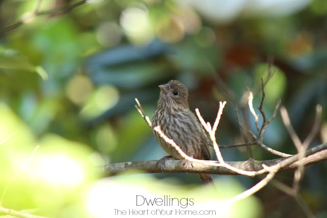 baby house finch