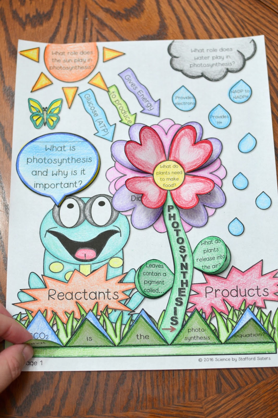 Photosynthesis and respiration are happening at the same rate picture