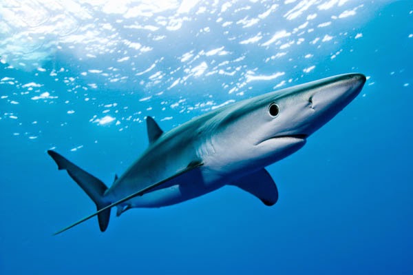 learn eel Analytical Só Pesca: Como pescar ao tubarão no Algarve