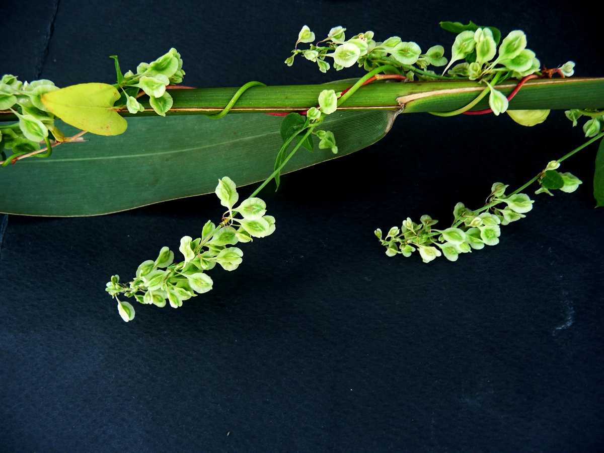 r o b i n 's y a r d: Fallopia convolvulus (Polygonum convolvulus)