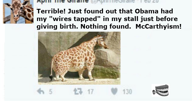 Chattering Teeth April the Giraffe bugged by Obama