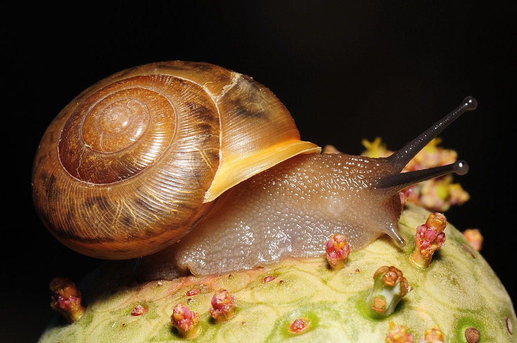 The Snail Pest, Pet or Treat? Some Interesting Facts The Ark In Space
