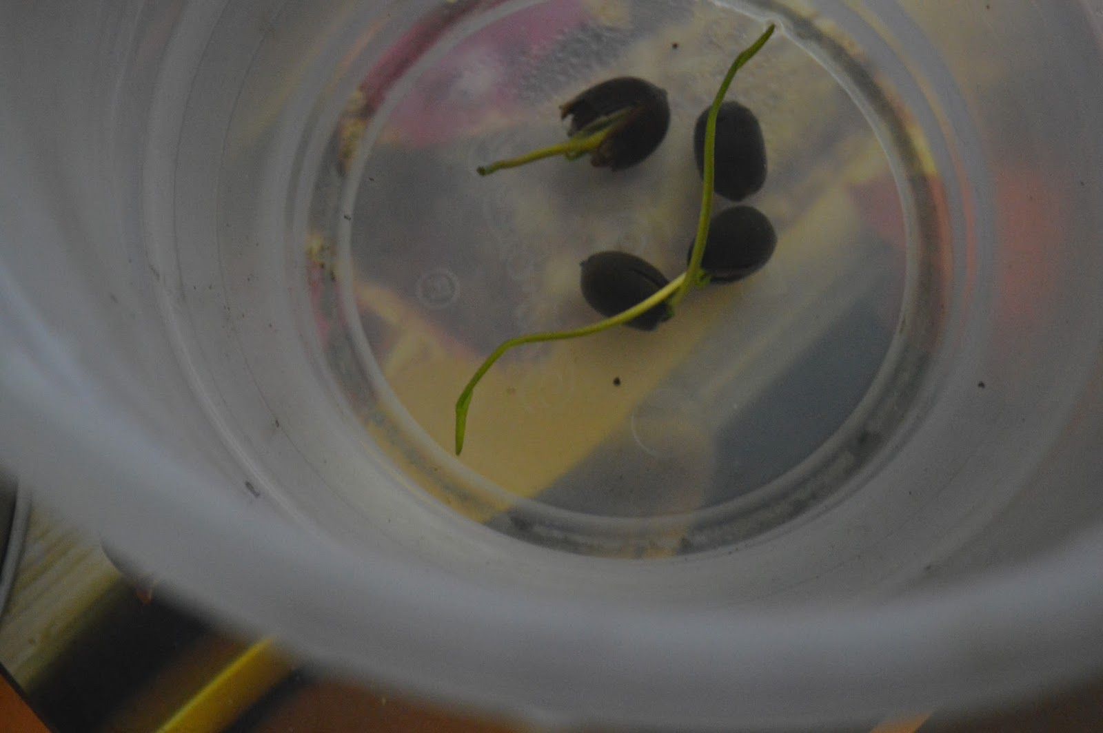 Lotus Germination from seeds