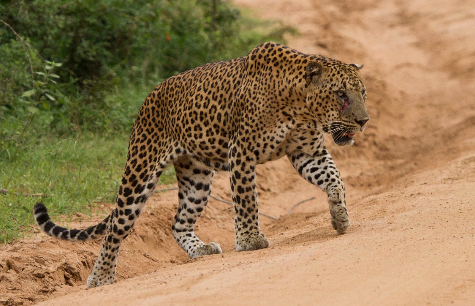 Какой зверь 2015. Национальный парк Яла. Леопард Яла. Бог леопард. Яла.