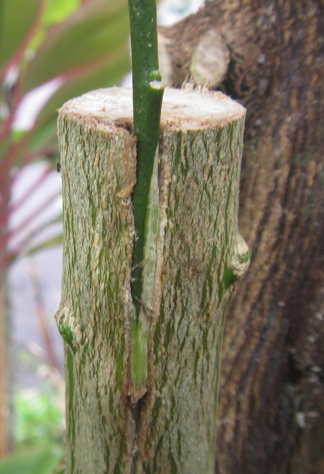 Tropical Synapses Citrus grafting results at four weeks