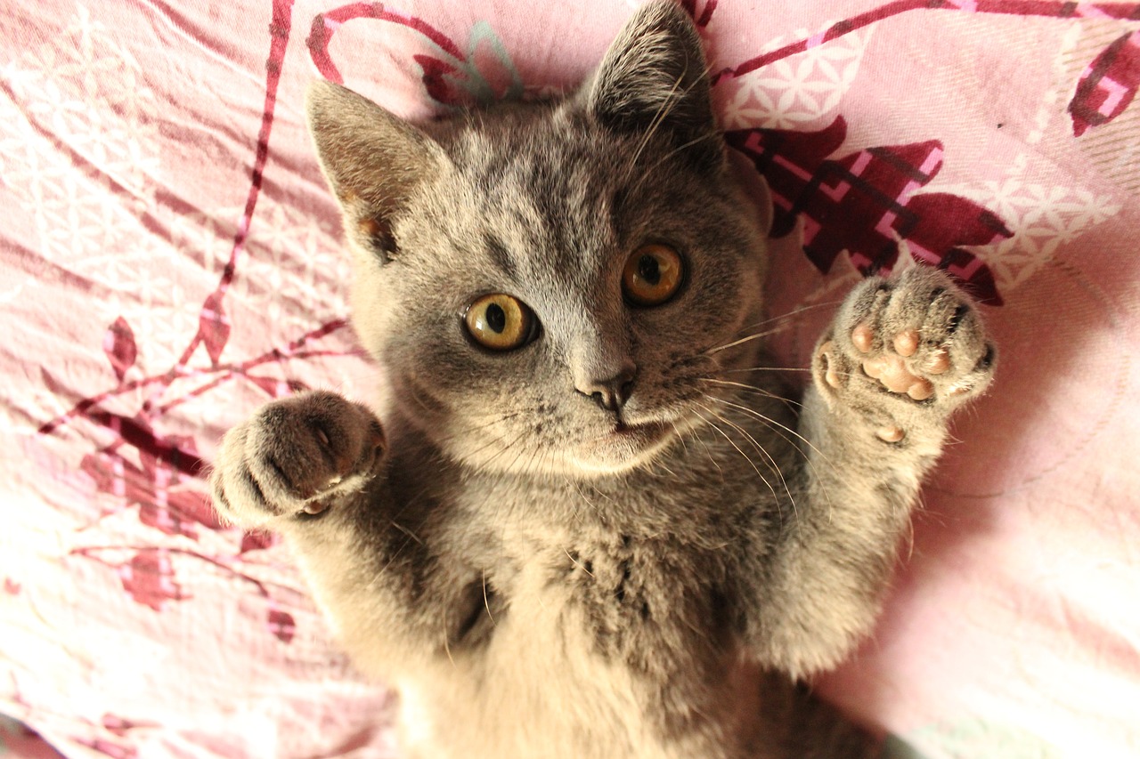 ENGLISH IS EASY WITH RB TOUCHÉ MEANING