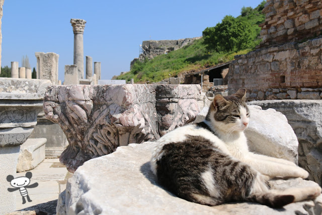 A calm cat enjoyed sunbathing at Ephesus site in Kusadasi, Turkey A calm cat enjoyed sunbathing at Ephesus site in Kusadasi, Turkey