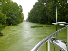 The Canal is covered with 'Duckweed" being studied as a new food source??