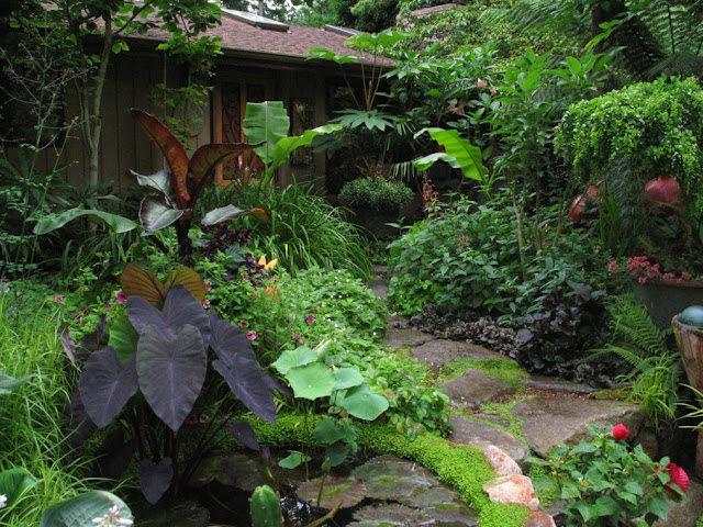 Future Plants By Randy Stewart Philadelphus Mock Orange