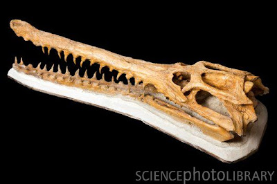 Dyrosaurus skeleton