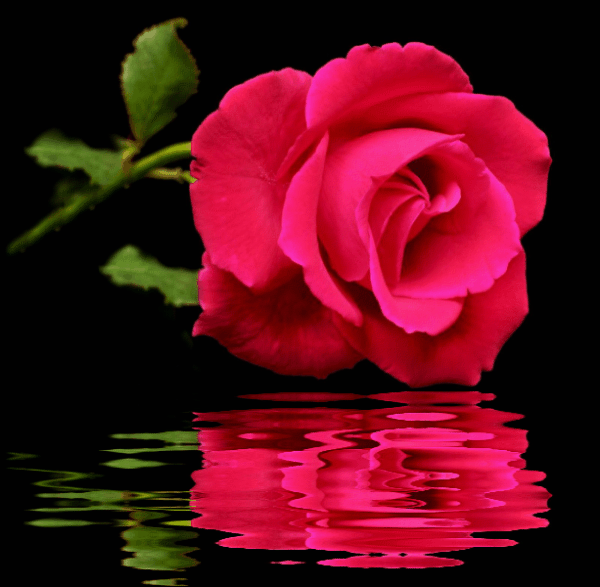 GIFS E CORES Rosas com Gifs de água