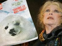 Πουλάει μπέργκερ με κρέας φώκιας και ζητά προστασία γιατί δέχεται απειλές!