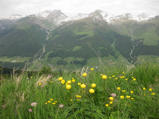 Yellow wildflowers with distant snow-capped peaks, viewed from the Rinerhorn near Davos, Switzerland