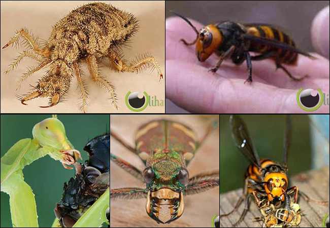 6 Hewan Serangga yang Memiliki Insting pembunuh yang 