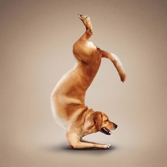 Dan Borris | Professional photographer | Yoga Dogs and Kittens