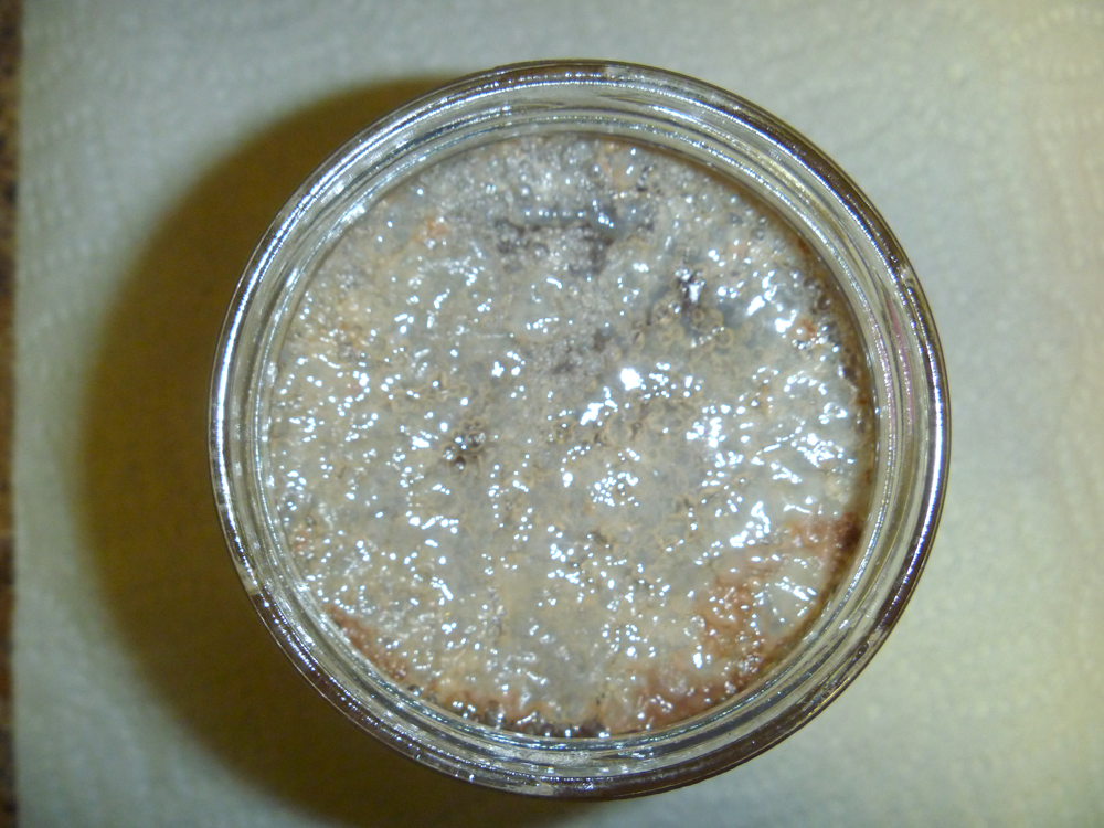 Kombucha Kats Quick Update And Taste Test 