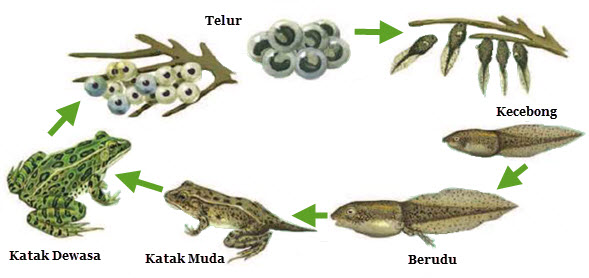 metamorfosis katak