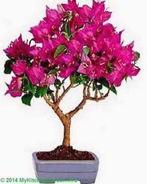 Bonsai Bougainvillea Pruning The bougainvillea is very suitable tree to use for bonsai, with stunning (big) flowers in various colors. bonsai bougainvillea pruning
