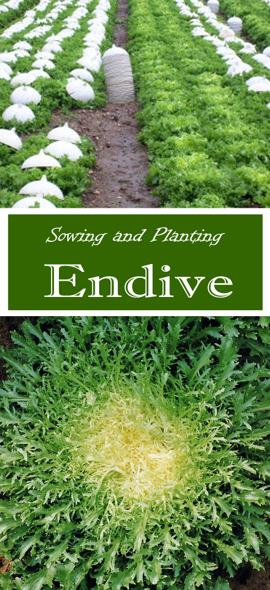 How to Grow Endive, Growing Endive at Home Everything About Garden