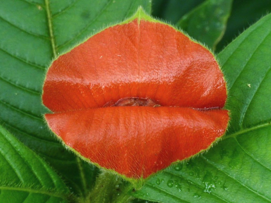 Blok888 Top 10 Weirdest Flowers in the world