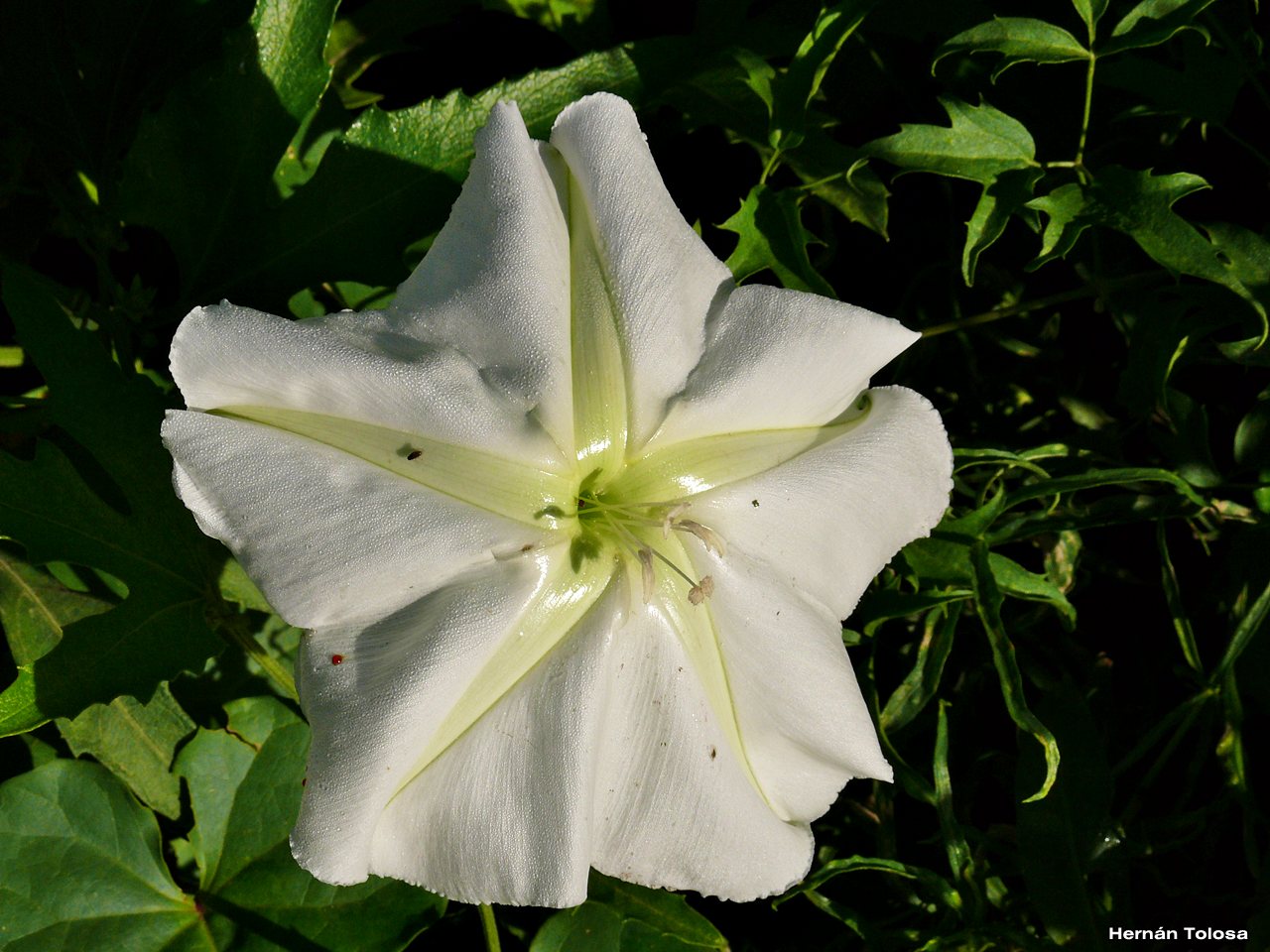 Argentina nativa Dama de noche (Ipomoea alba) Argentina nativa Dama de noche (Ipomoea alba)