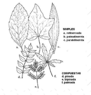 BIOLOGIA VEGETAL II (PLANTAS VASCULARES)